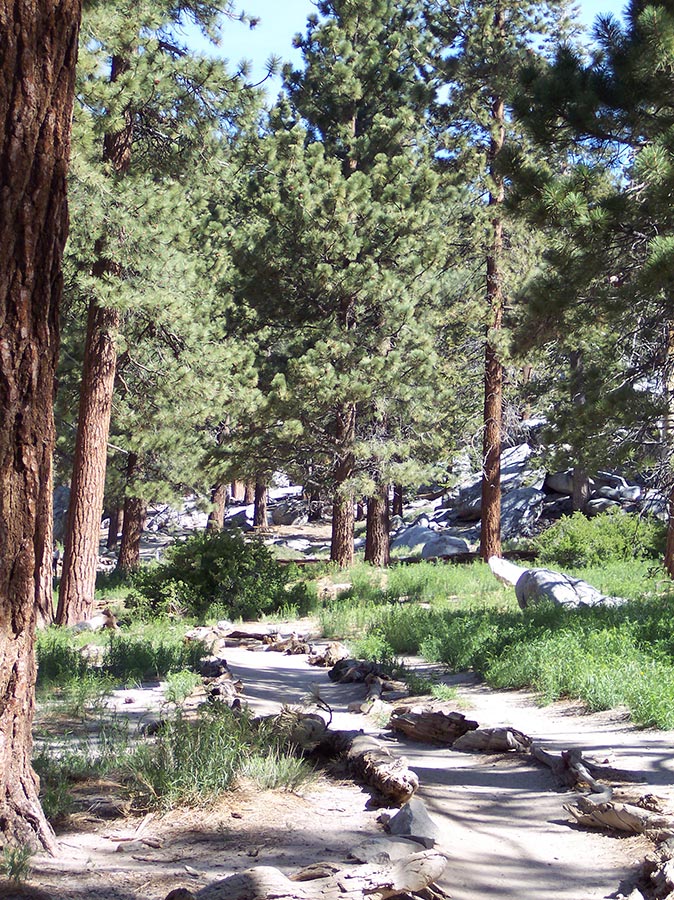 Palm Springs Tram – Nature Trail Palm Springs Tram - Nature Trail